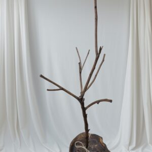 Dekorativno drvo 0005